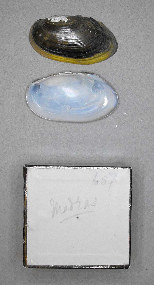 specimen