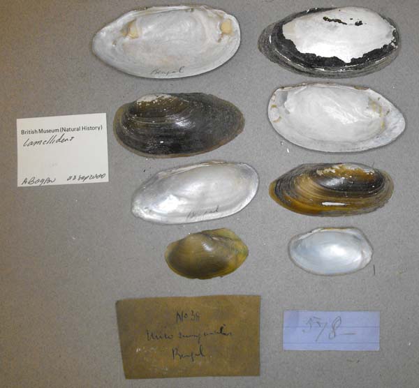 specimen