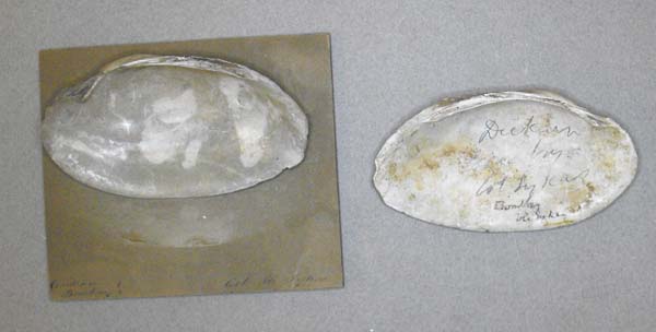 specimen