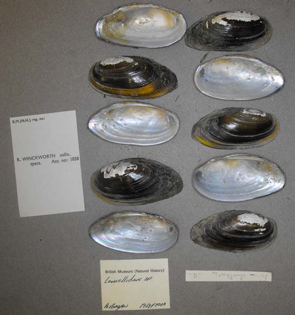 specimen