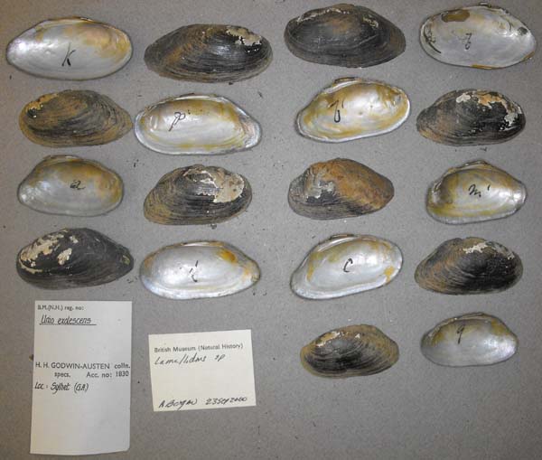 specimen