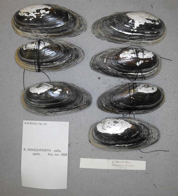 specimen