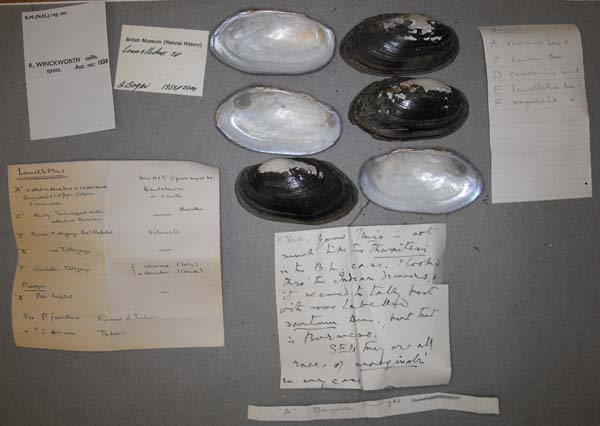 specimen
