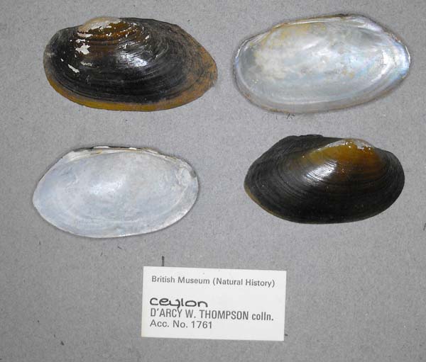 specimen