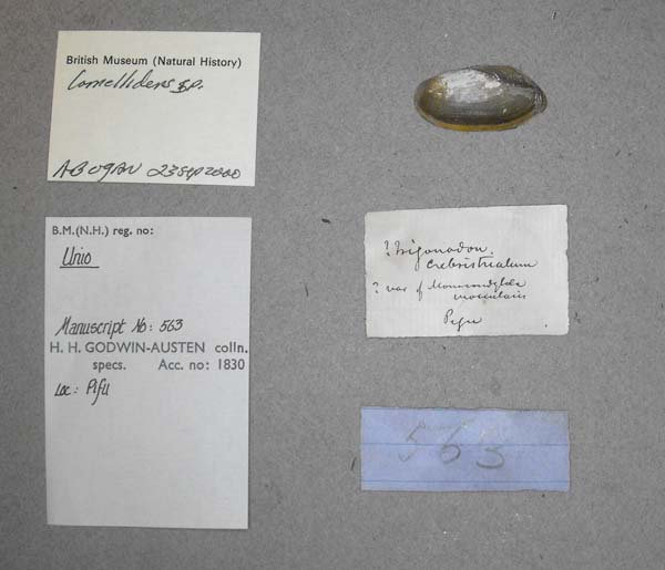 specimen