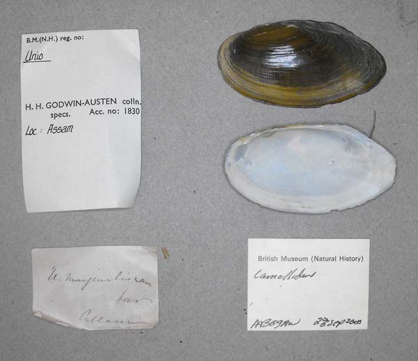 specimen