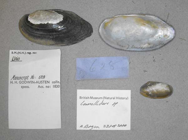 specimen