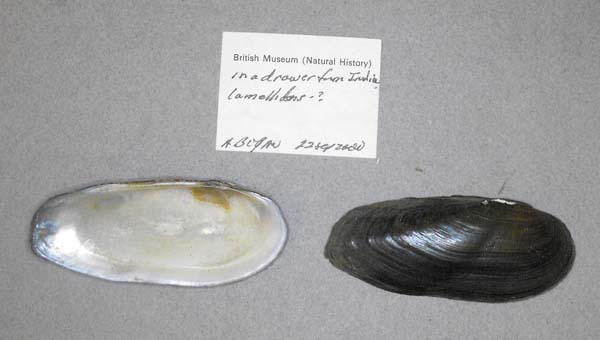 specimen