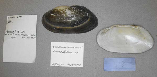 specimen