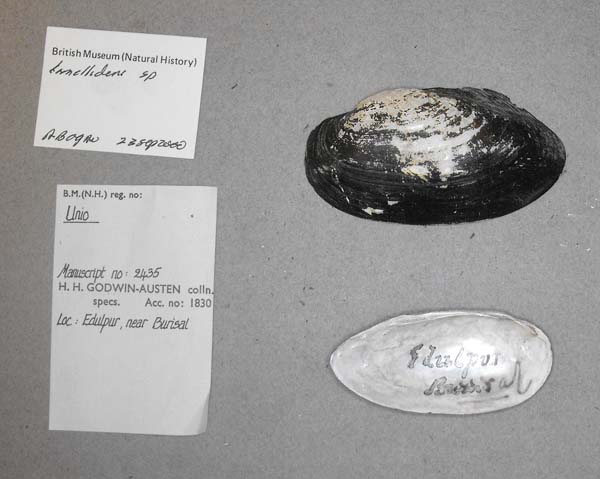 specimen