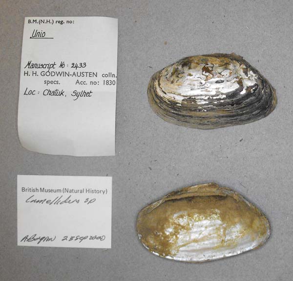 specimen