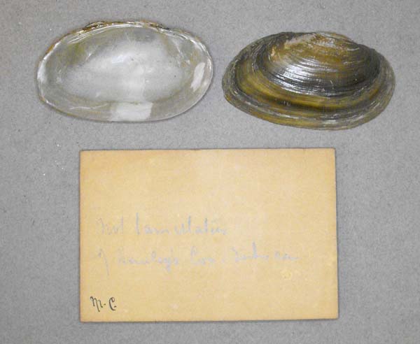 specimen