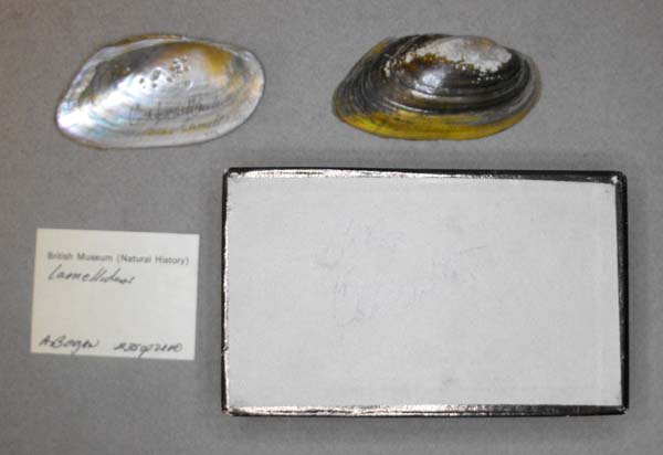 specimen