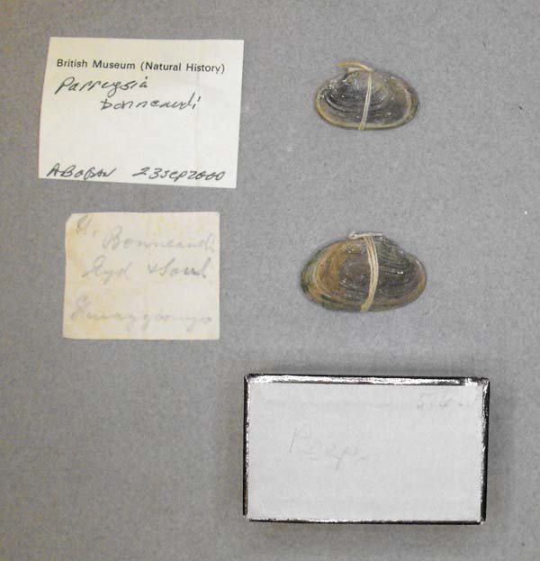 specimen