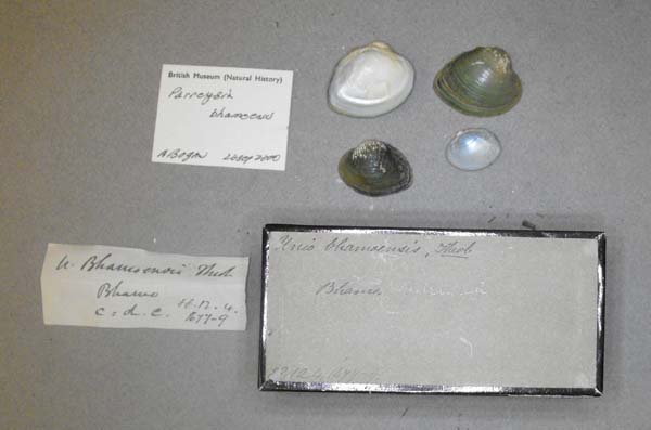 specimen