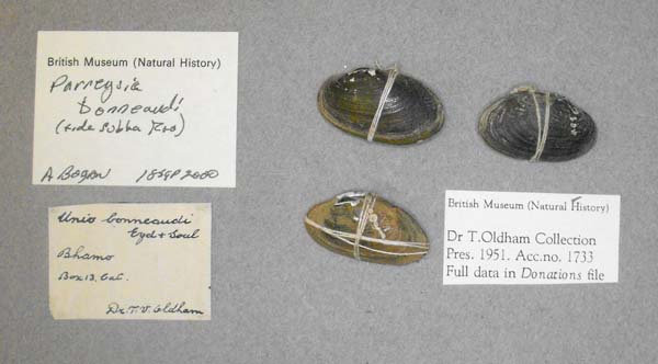 specimen