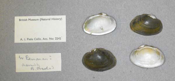 specimen