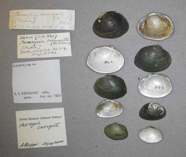 specimen