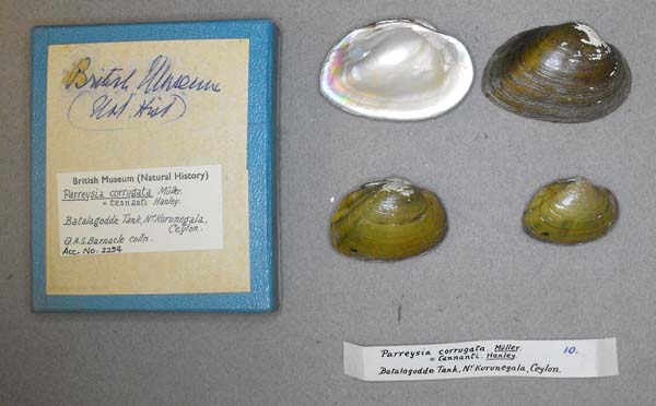 specimen