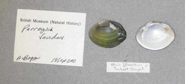 specimen