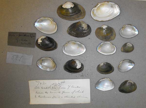 specimen