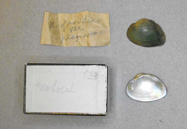 specimen