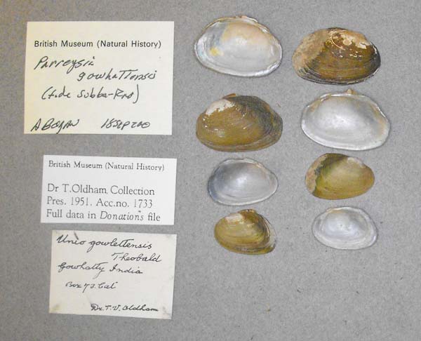 specimen