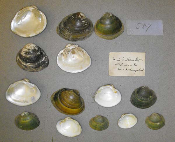 specimen
