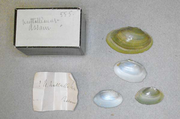 specimen