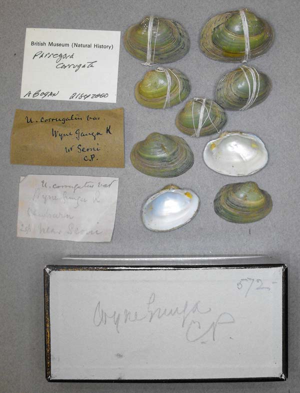 specimen