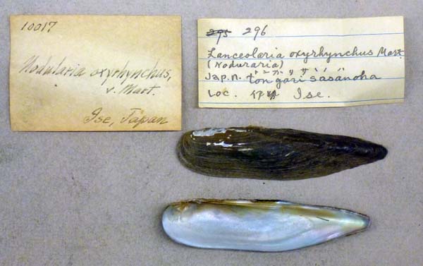 specimen