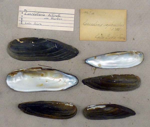 specimen