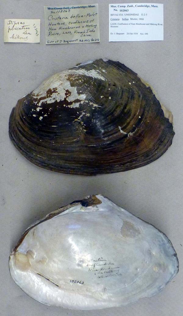 specimen