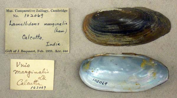 specimen