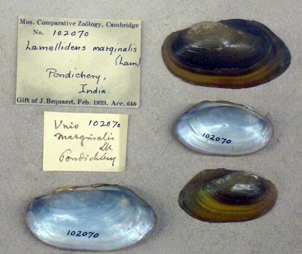 specimen