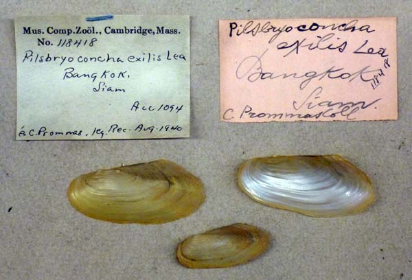 specimen