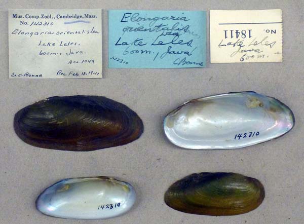 specimen