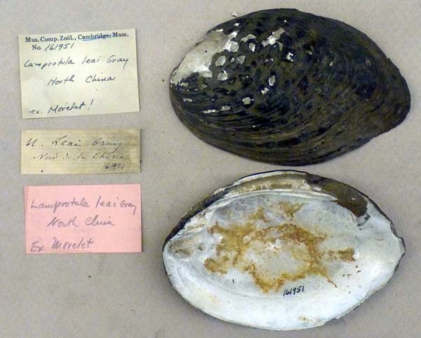 specimen