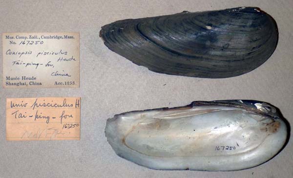specimen