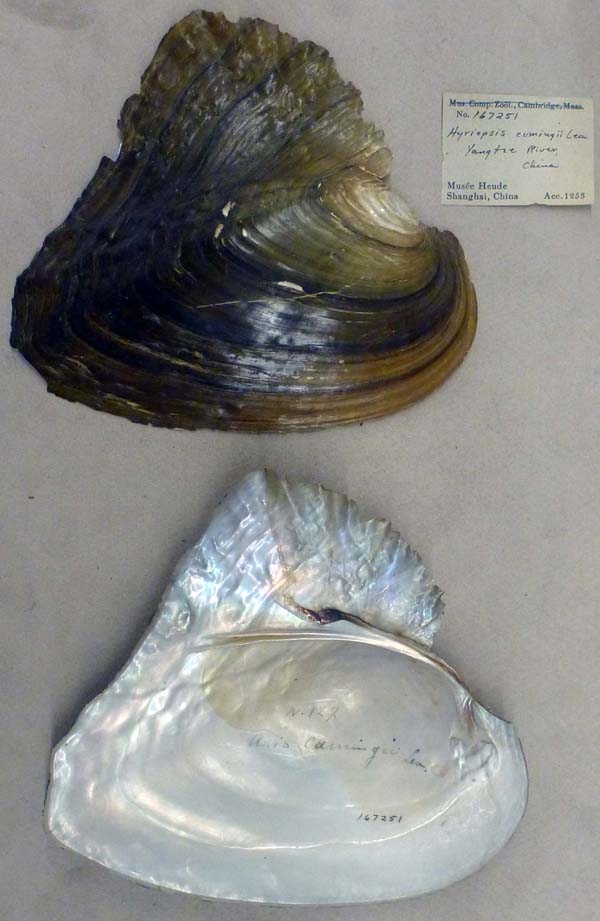 specimen