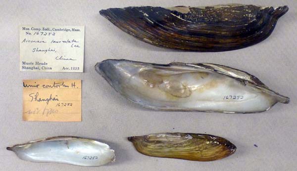 specimen