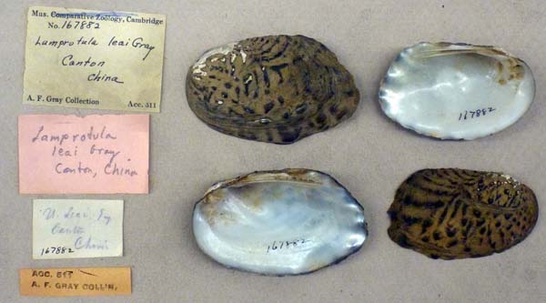 specimen