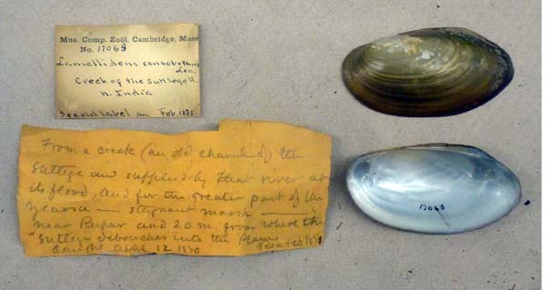specimen