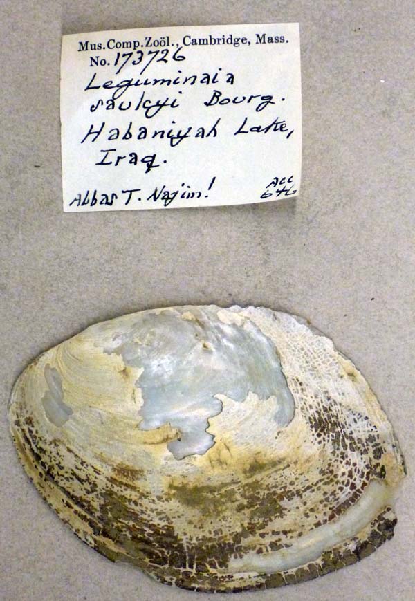 specimen