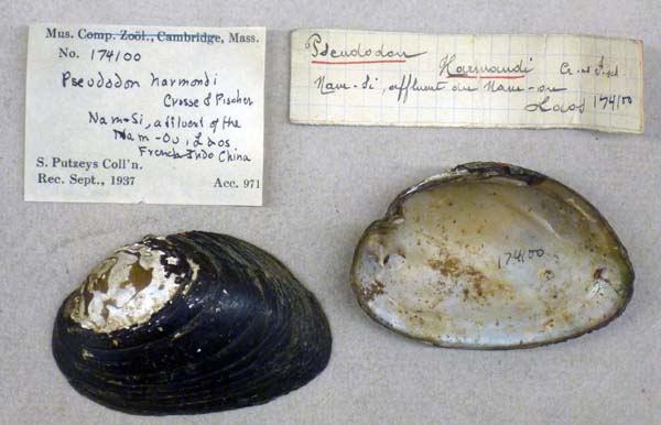 specimen