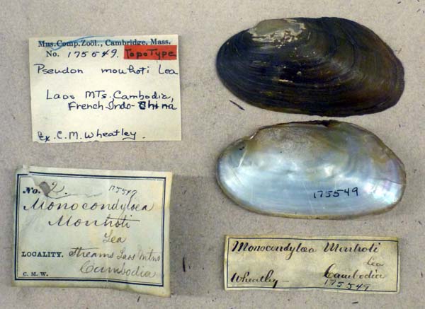 specimen