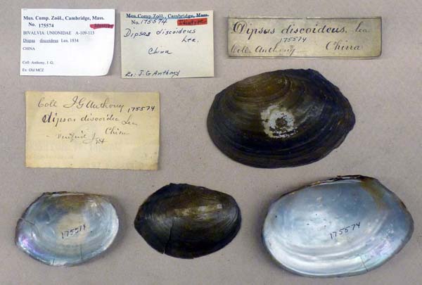 specimen