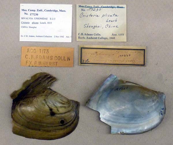 specimen