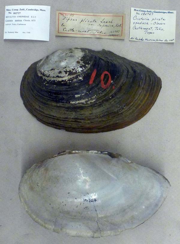 specimen
