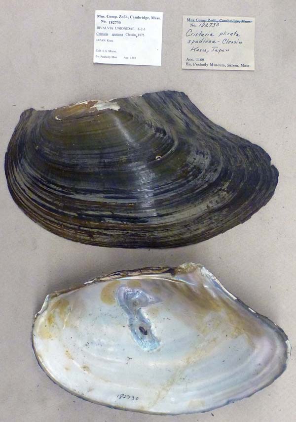 specimen